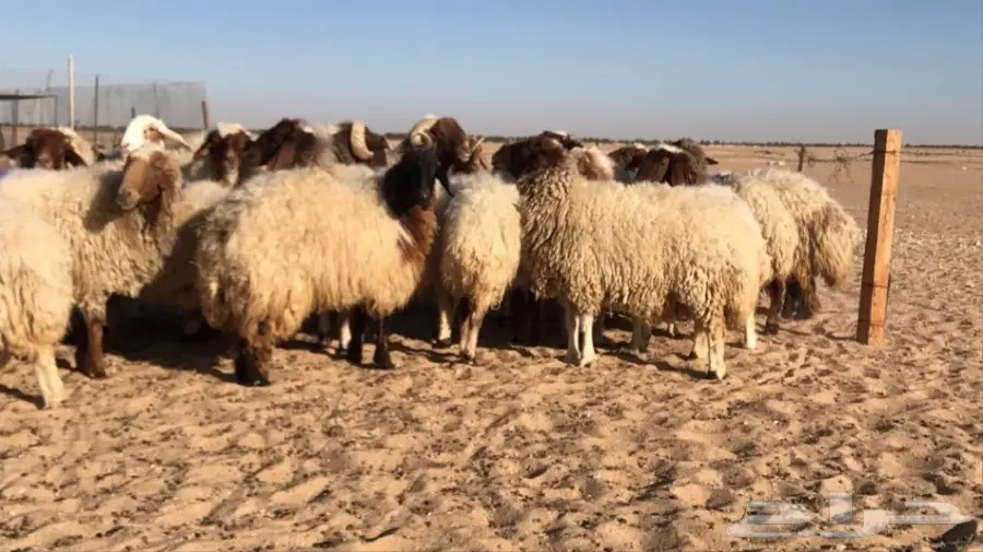 غنم نعيم ممتاز للبيع - فرصة لا تعوض! (image 3)