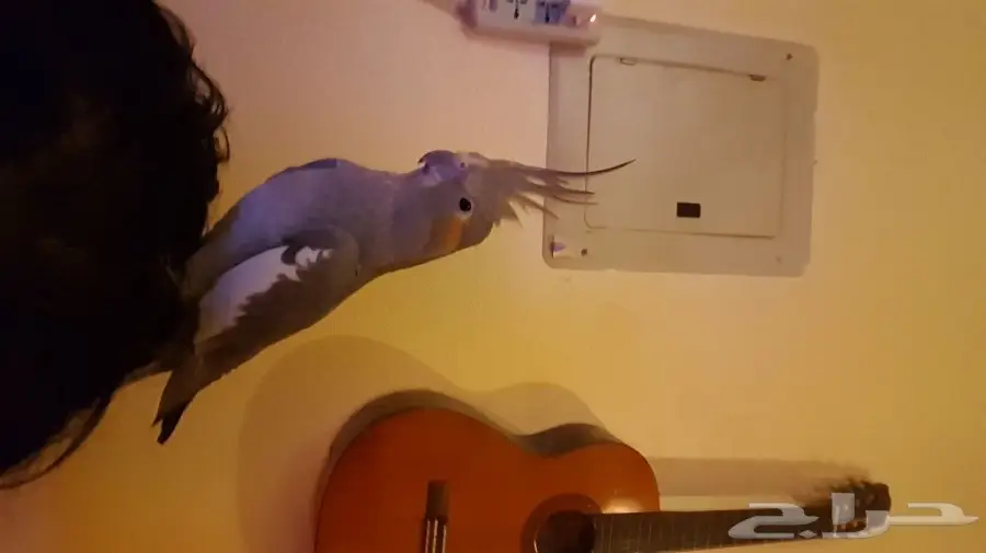 للبيع زوج كروان مع 8 بيضات 