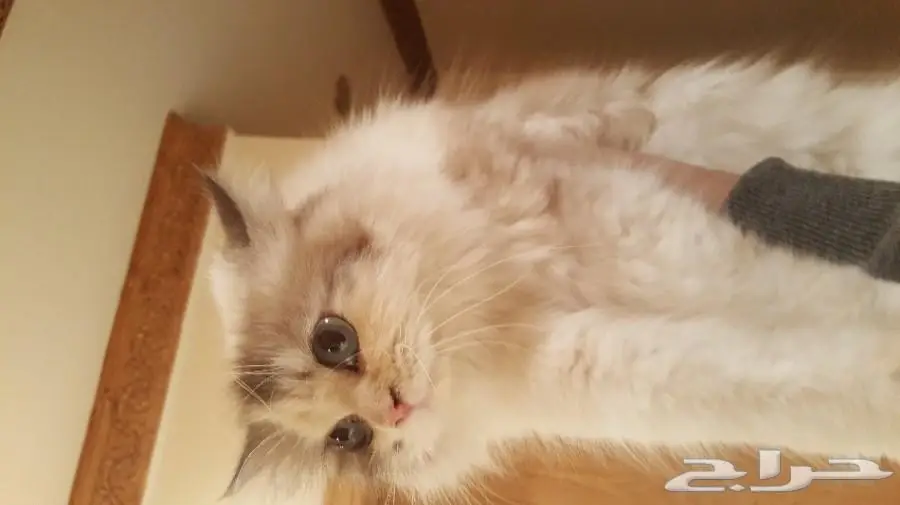 راغدول حامل للبيع 