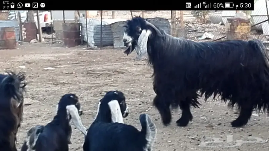 تيس عارضي طيب 