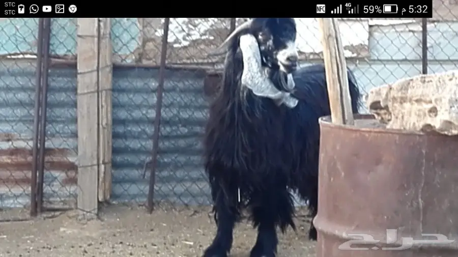 تيس عارضي طيب  (image 1)