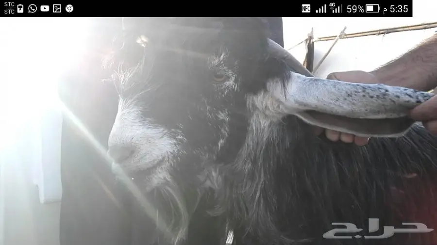 تيس عارضي طيب  (image 3)