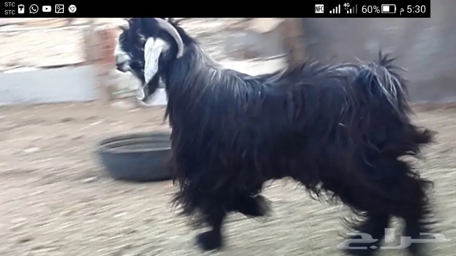 تيس عارضي طيب  (image 4)