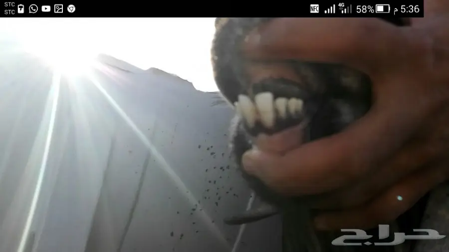 تيس عارضي طيب  (image 5)