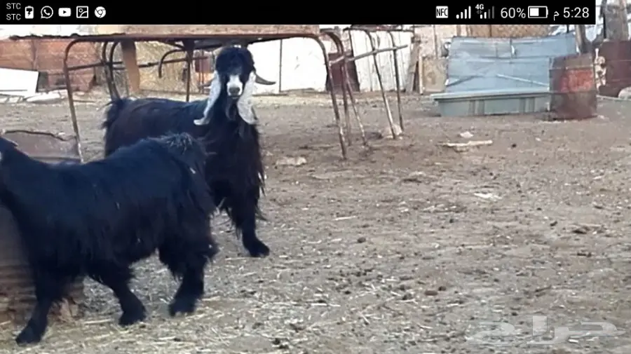 تيس عارضي طيب  (image 6)