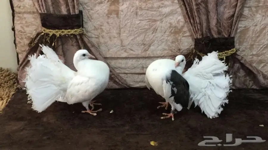 طبه رقاصي هولندي 