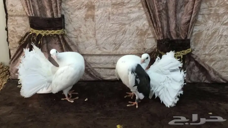 طبه رقاصي هولندي  (image 1)