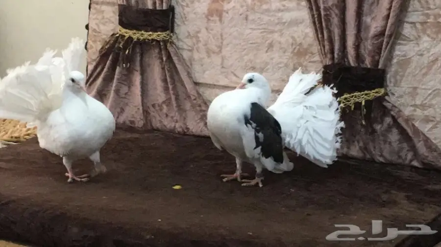 طبه رقاصي هولندي  (image 4)