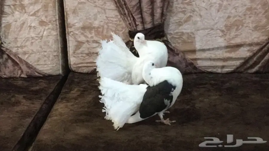 طبه رقاصي هولندي  (image 6)