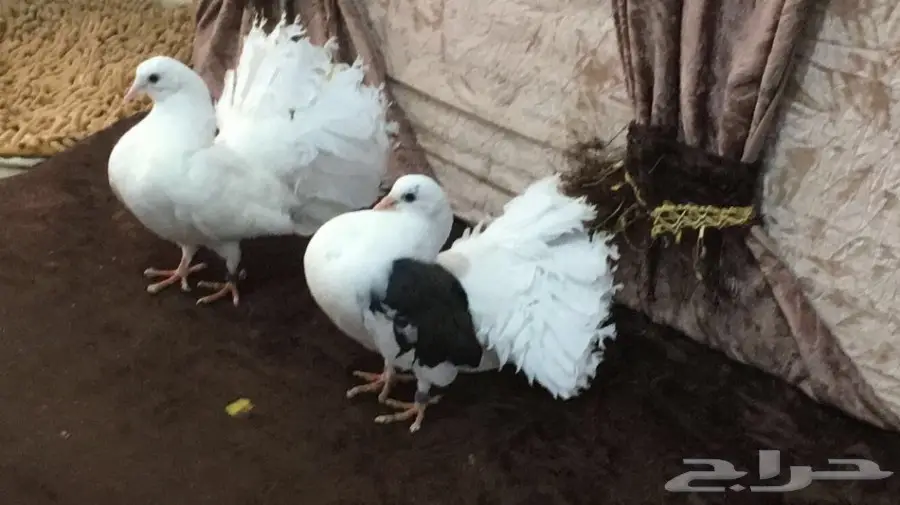 طبه رقاصي هولندي  (image 7)