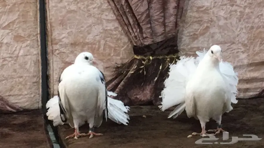 طبه رقاصي هولندي  (image 9)