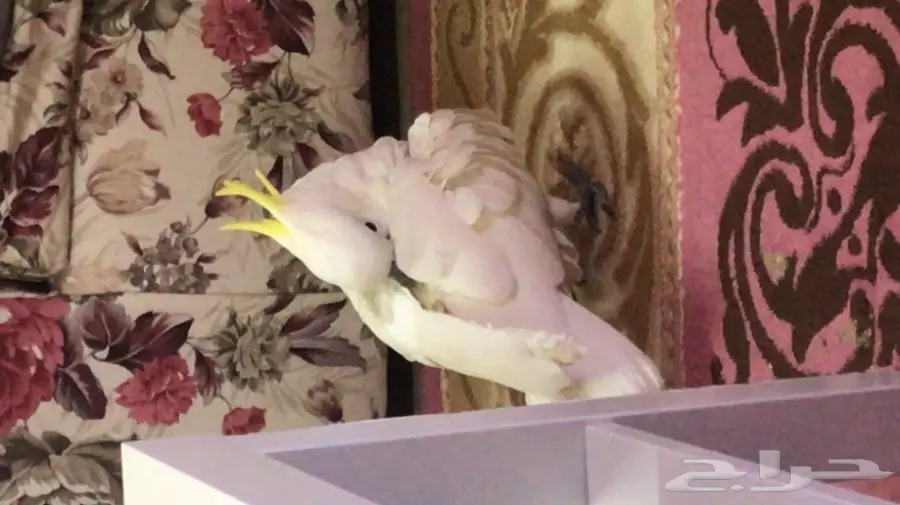 كوكاتو سلفر كرستد (image 1)