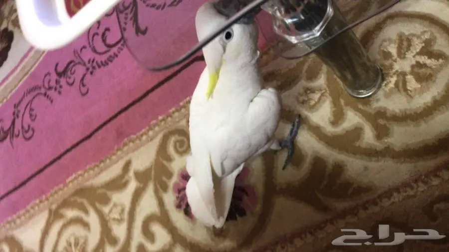 كوكاتو سلفر كرستد (image 2)