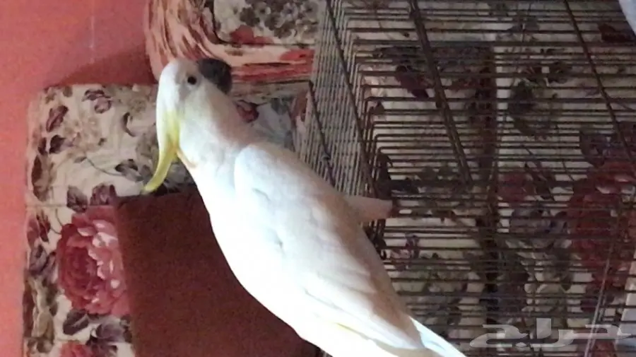 كوكاتو سلفر كرستد (image 3)