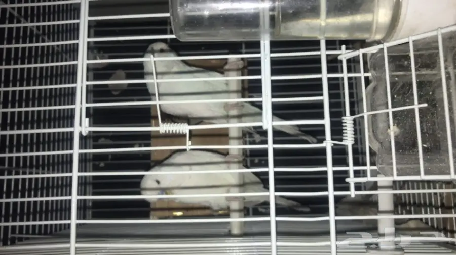 للبيع جوز منتج بادجي انجليزي دم هولندي ابيض (image 9)