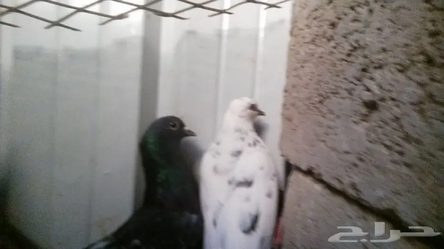 جوز قطيف  (image 1)