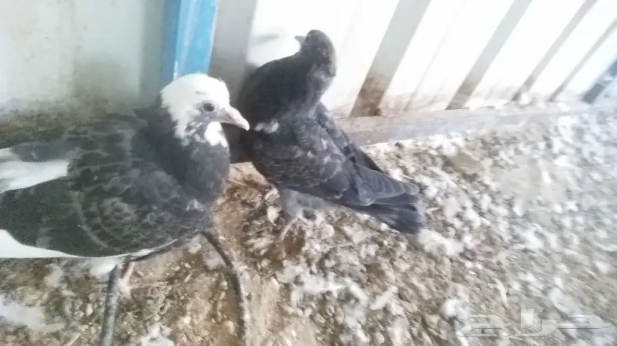 جوز قطيف  (image 2)