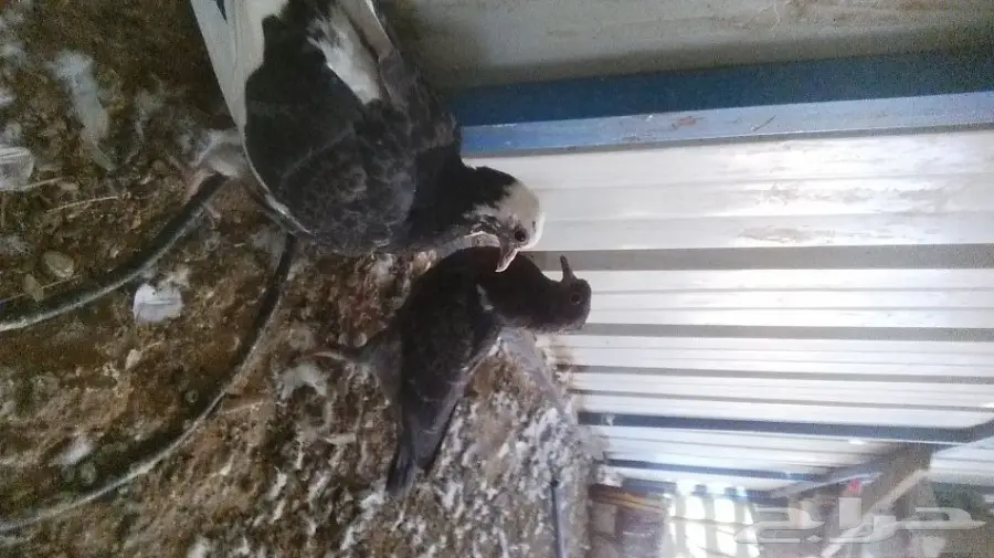 جوز قطيف  (image 3)