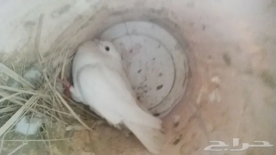 جوز قطيف  (image 4)