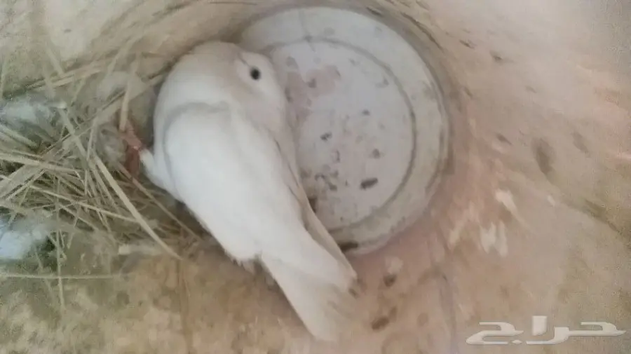 جوز قطيف  (image 5)