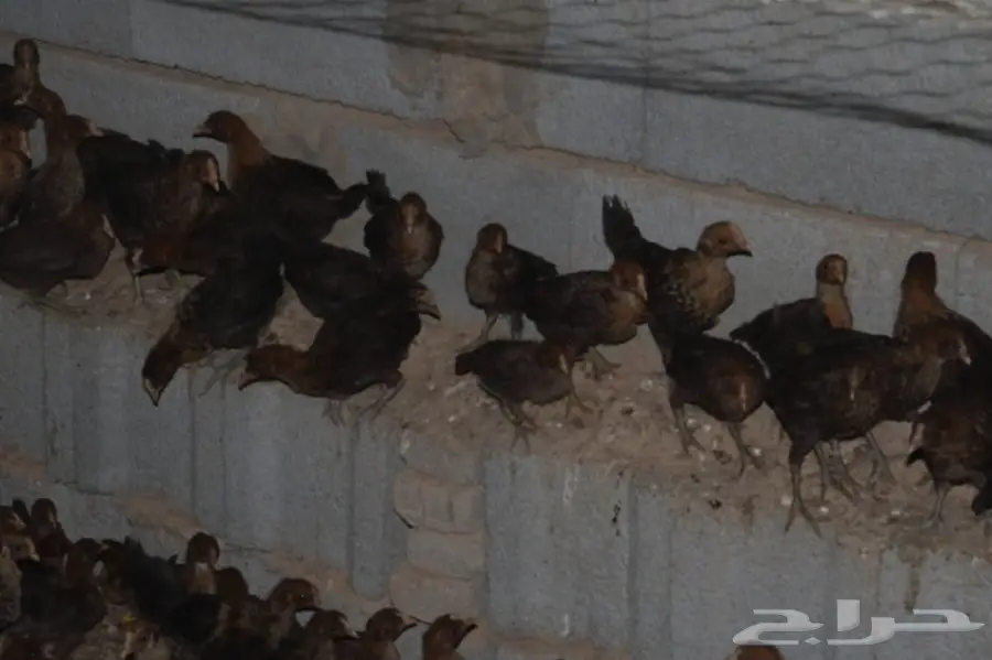 صوص صيصان فيومي احمر ودندراوي (image 1)