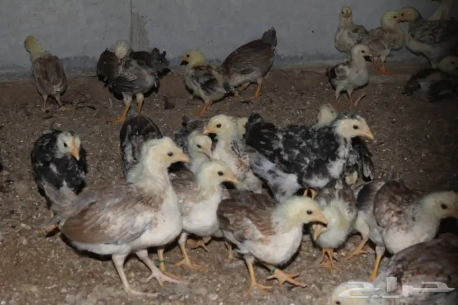 صوص صيصان فيومي احمر ودندراوي (image 2)