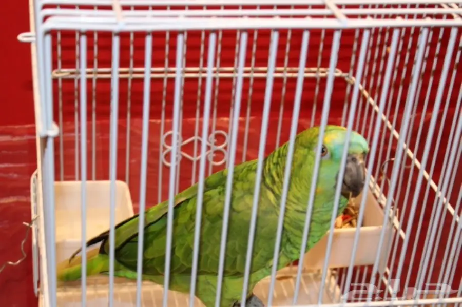 ببغاء أمازون بلوفرونتد متكلم للبيع  (image 1)