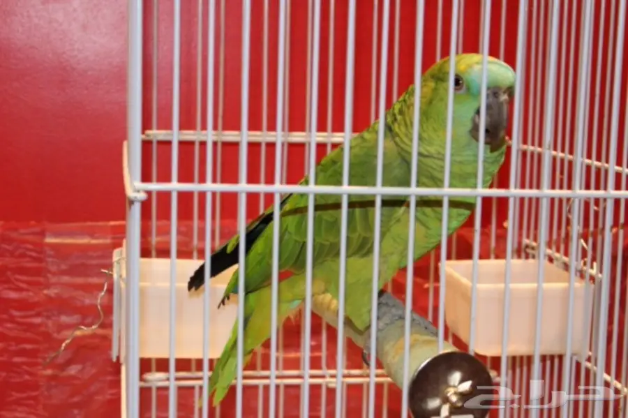 ببغاء أمازون بلوفرونتد متكلم للبيع  (image 2)