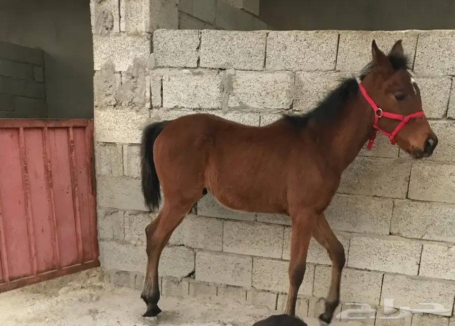 مهر للبيع (image 1)