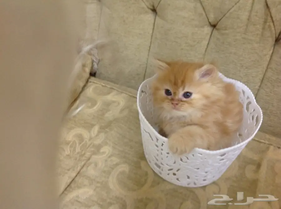 قطة شيرازى اصلى مشمشى اللون (image 4)
