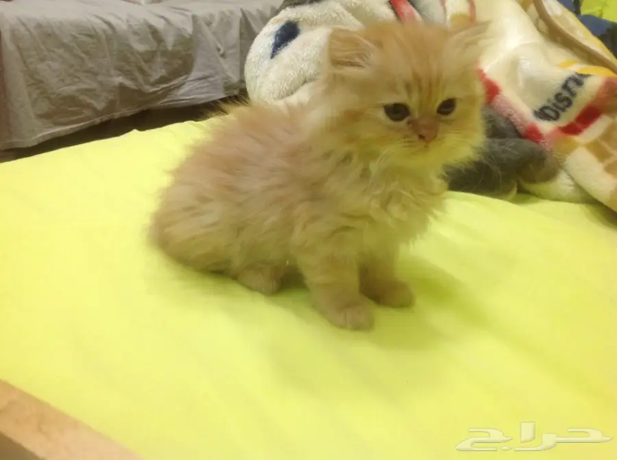 قطة شيرازى اصلى مشمشى اللون (image 10)