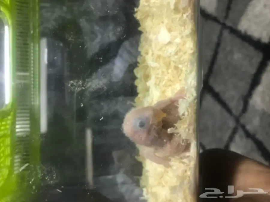 للبيع فرخ روخ البينو عمره اسبوع اخر واحد غر 