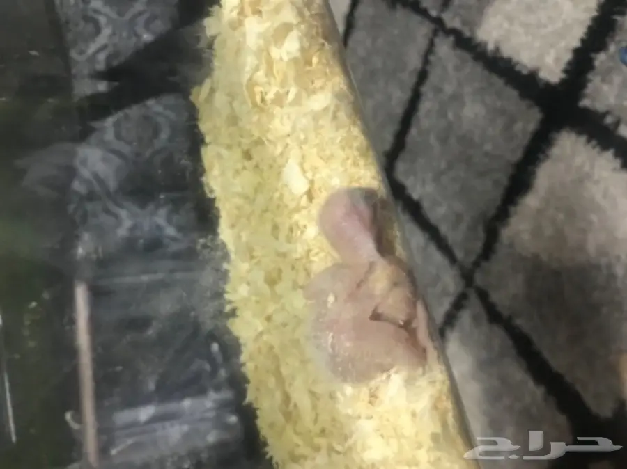 للبيع فرخ روخ البينو عمره اسبوع اخر واحد غر  (image 1)