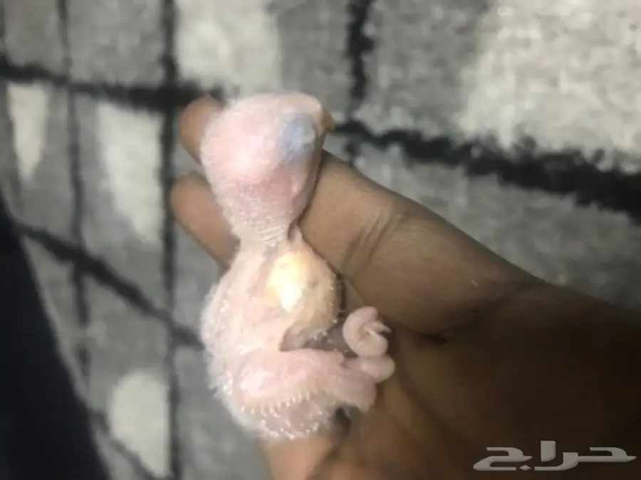 للبيع فرخ روخ البينو عمره اسبوع اخر واحد غر  (image 2)