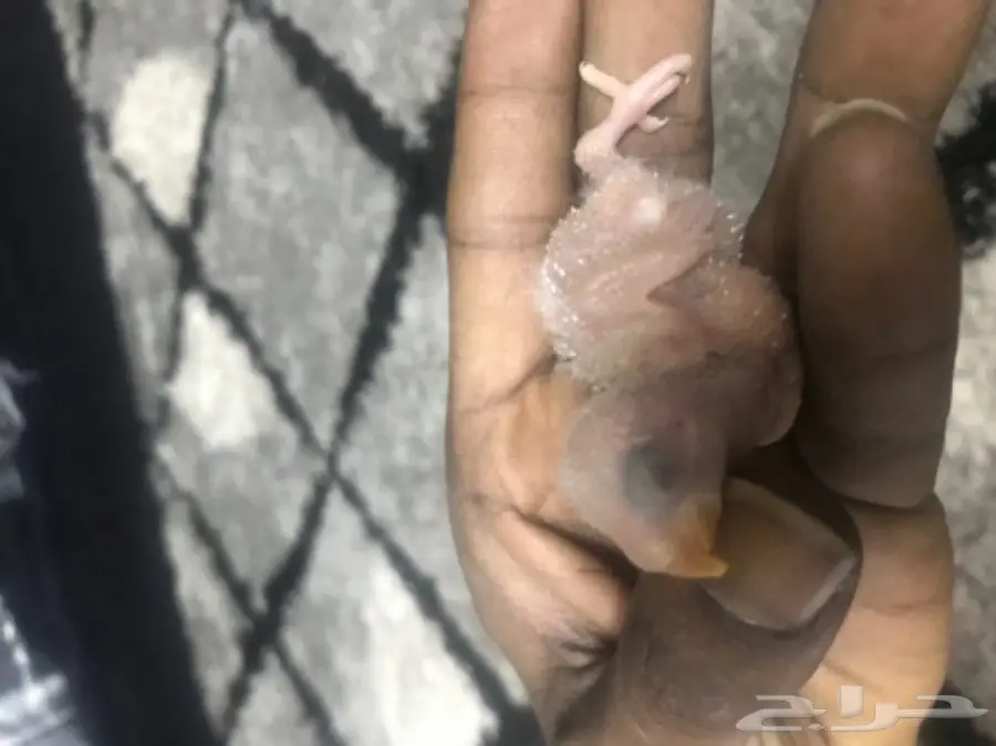 للبيع فرخ روخ البينو عمره اسبوع اخر واحد غر  (image 3)