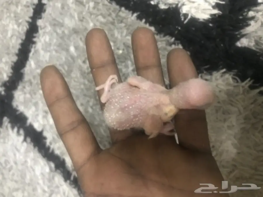 للبيع فرخ روخ البينو عمره اسبوع اخر واحد غر  (image 4)