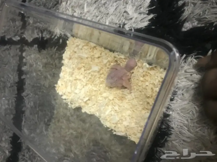 للبيع فرخ روخ البينو عمره اسبوع اخر واحد غر  (image 5)