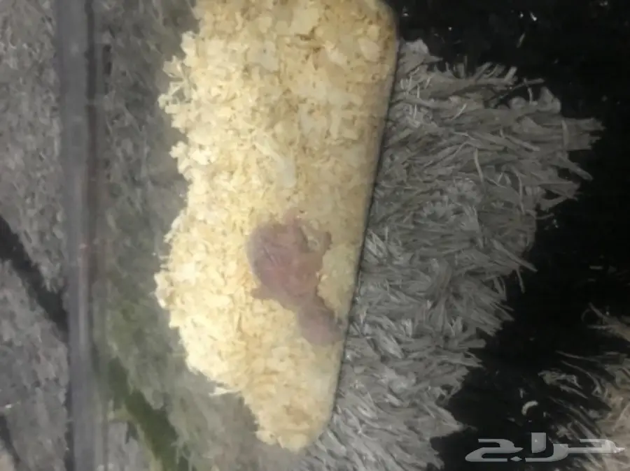 للبيع فرخ روخ البينو عمره اسبوع اخر واحد غر  (image 6)