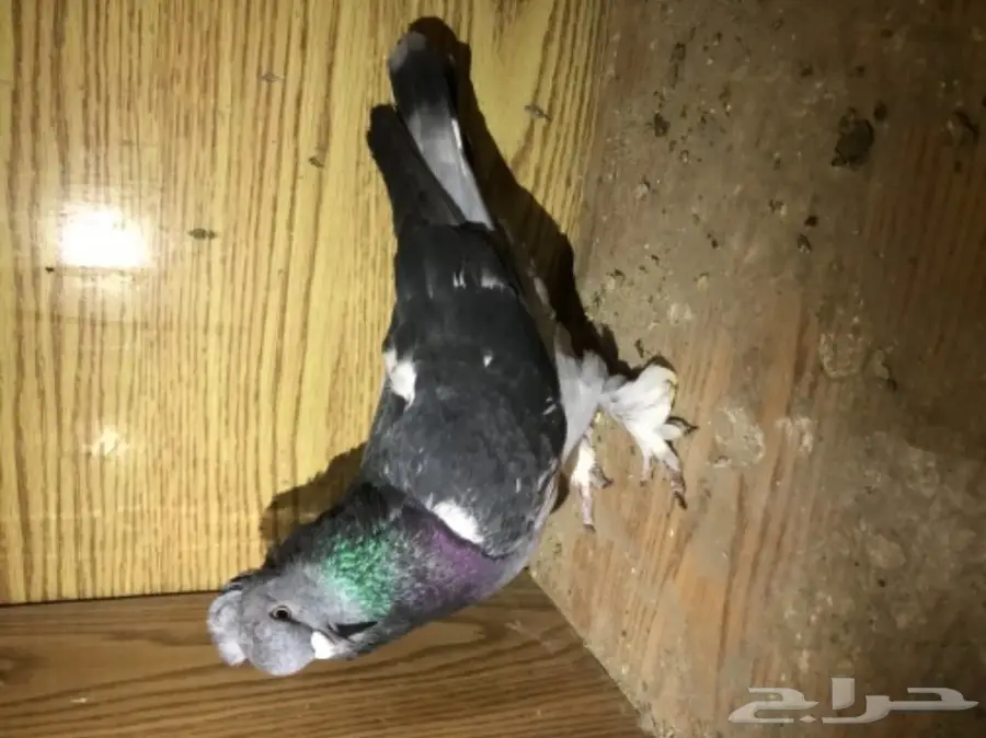 ذكر تركي - فرصة ذهبية! (ذكر تركي - Golden Opportunity!)