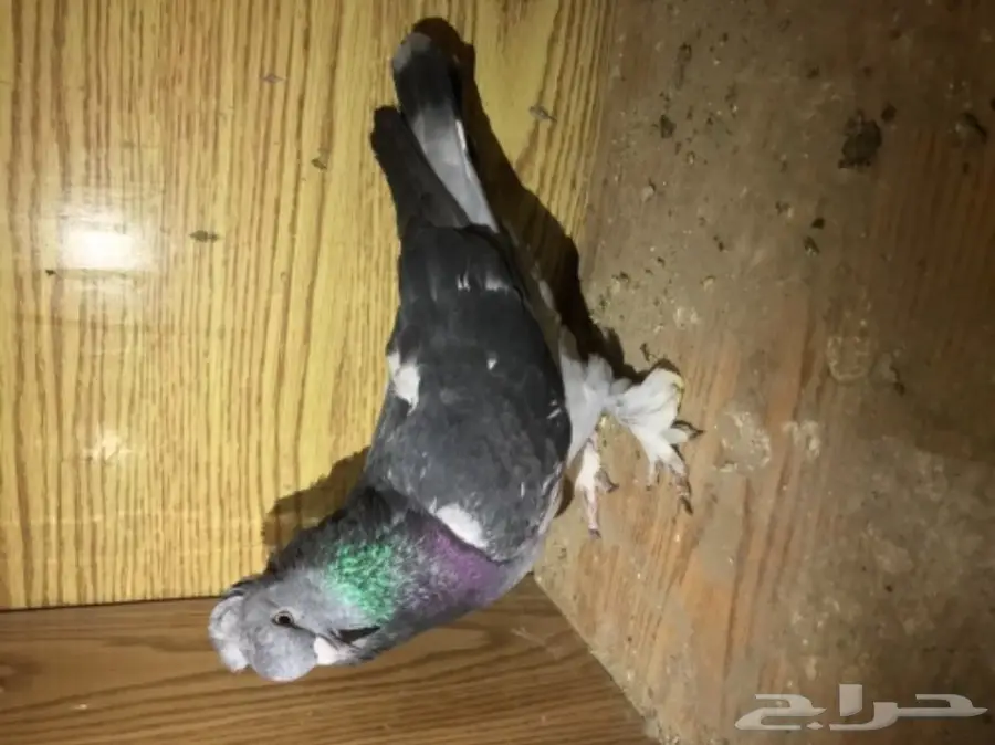 ذكر تركي - فرصة ذهبية! (ذكر تركي - Golden Opportunity!) (image 1)