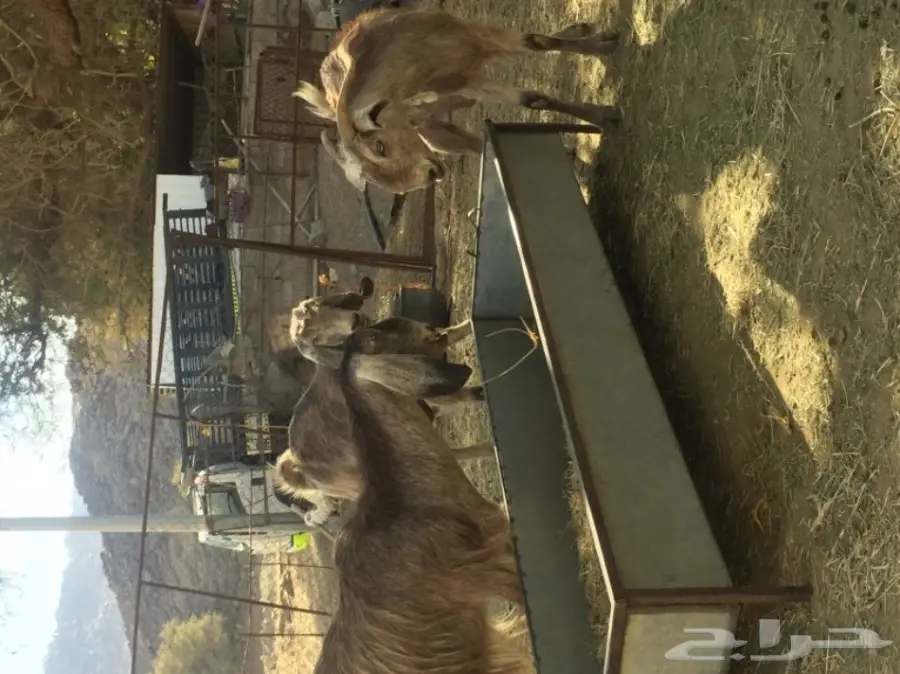 معزاء شاميات 