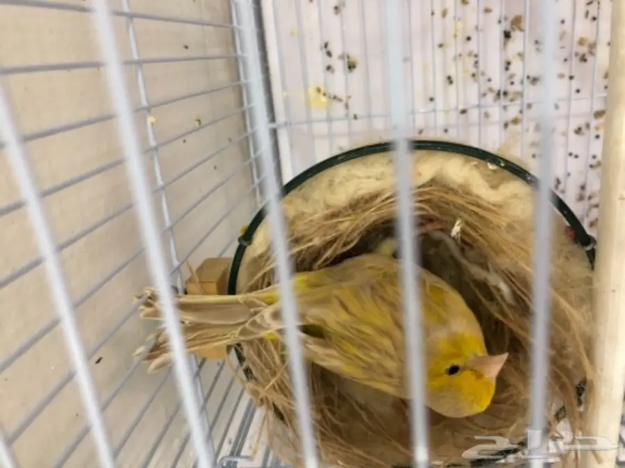 زوج كناري ايطالي (image 1)