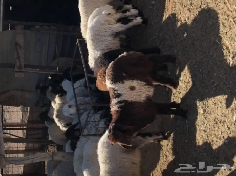 للبيع طليان ورخال نعيمي نظاف 