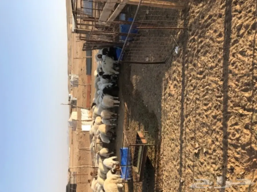 للبيع طليان ورخال نعيمي نظاف  (image 2)