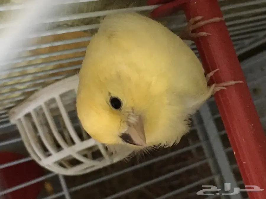  زوج كناري سوري معاه فرخ و3 بيضات  (image 2)