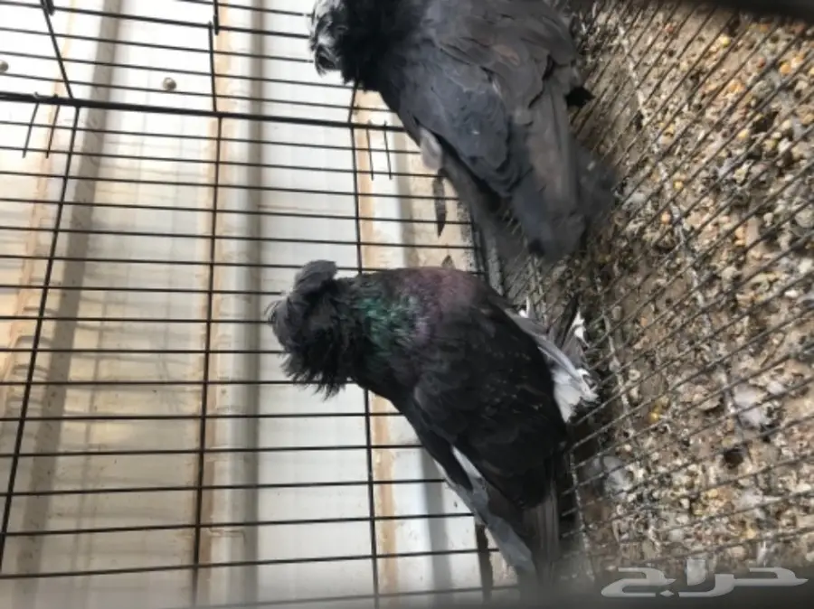 زوج بخارى  (image 2)