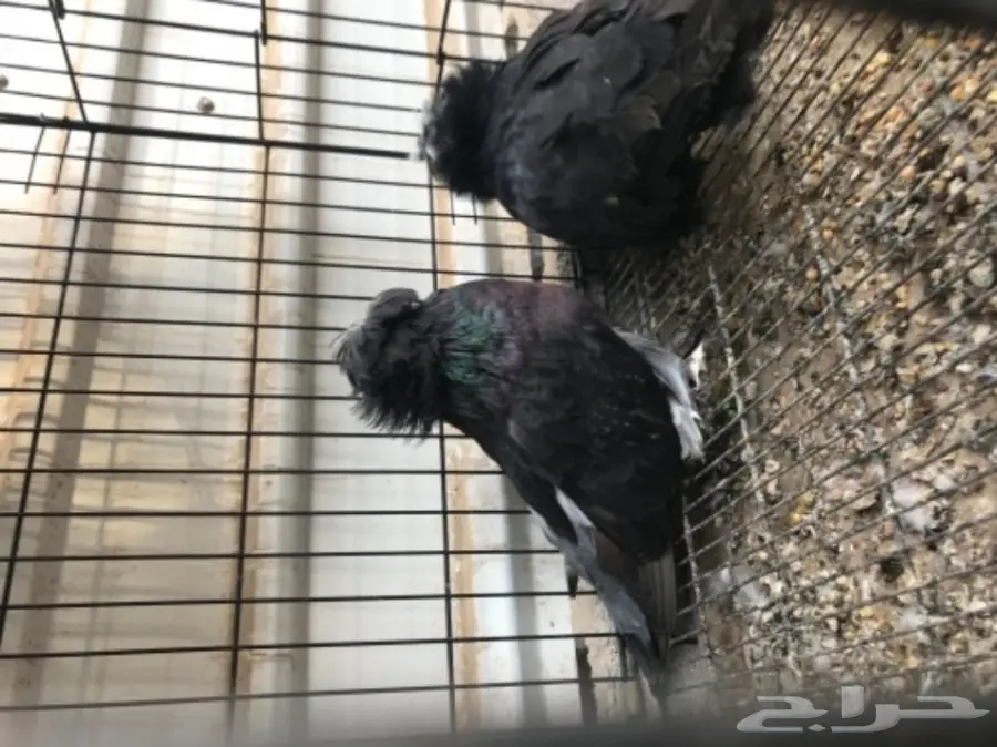 زوج بخارى  (image 3)