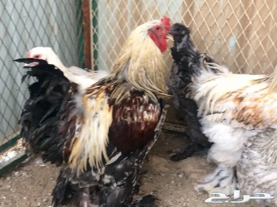 طقمين براهما بياض سلالة خوارج 