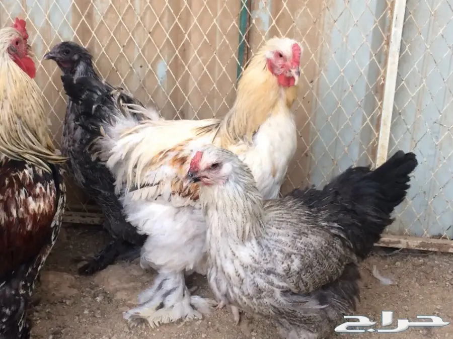 طقمين براهما بياض سلالة خوارج  (image 1)