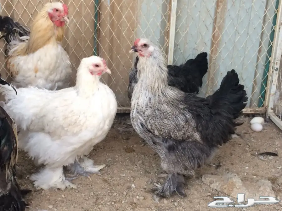 طقمين براهما بياض سلالة خوارج  (image 2)